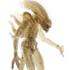 Alien Xenomorph (translucent prototype suit) in doos (56 centimeter) Neca