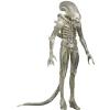 Alien Xenomorph (translucent prototype suit) in doos (56 centimeter) Neca