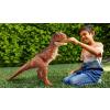 Carnotaurus 'Toro' Jurassic World Camp Cretaceous Dino Escape (super colossal) in doos 41 centimeter